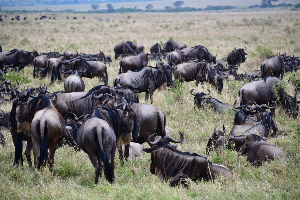 Masai Mara Nat. Reserve